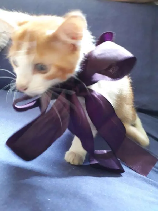 Gato raça SRD idade Abaixo de 2 meses nome Sem nome