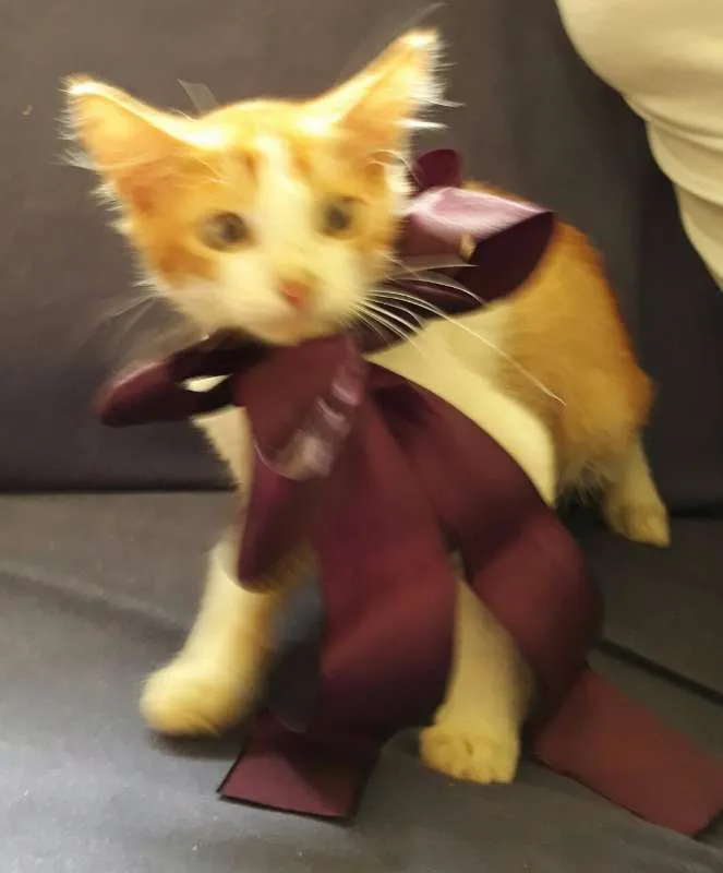 Gato raça SRD idade Abaixo de 2 meses nome Sem nome