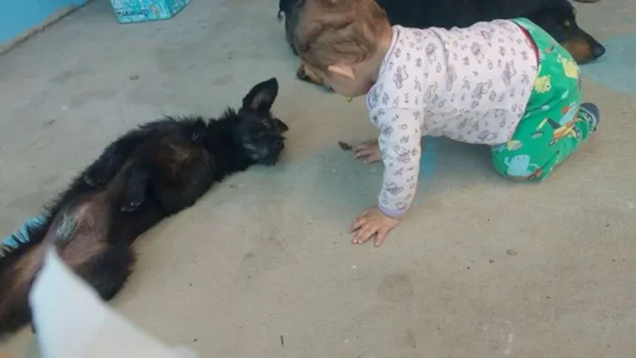 Cachorro ra a Vira lata idade 1 ano nome Netuno