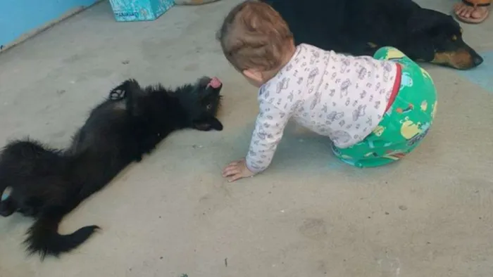 Cachorro ra a Vira lata idade 1 ano nome Netuno