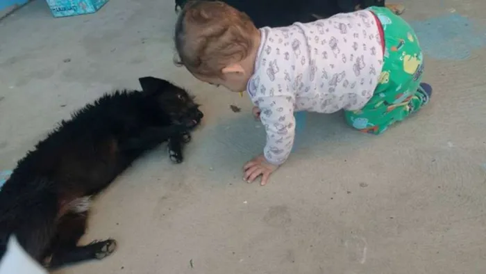 Cachorro ra a Vira lata idade 1 ano nome Netuno