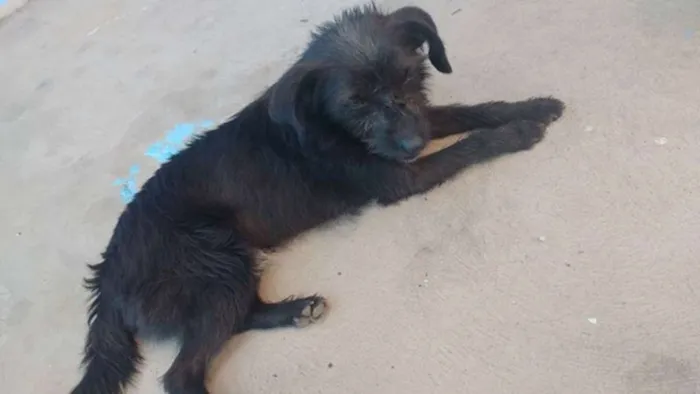 Cachorro ra a Vira lata idade 1 ano nome Netuno