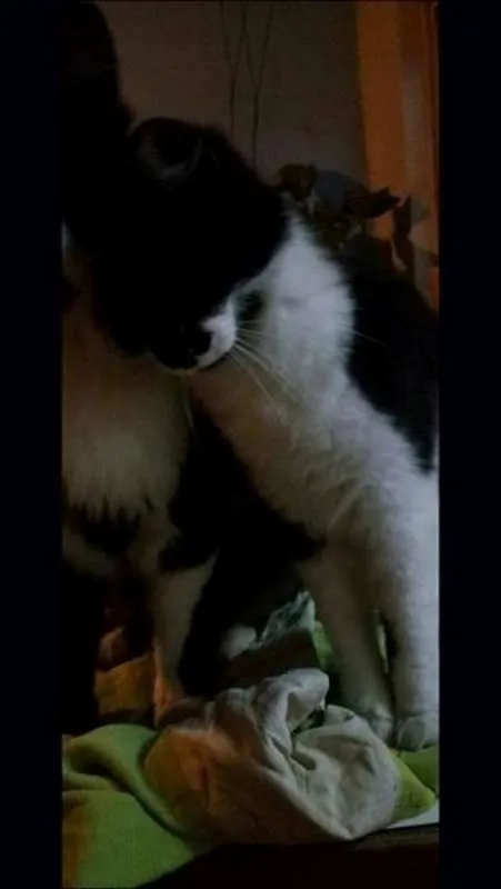 Gato ra a Curl Americano idade 7 a 11 meses nome S/nome