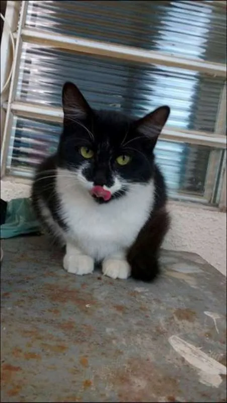 Gato ra a Curl Americano idade 7 a 11 meses nome S/nome