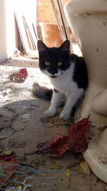 Gato ra a Curl Americano idade 7 a 11 meses nome S/nome