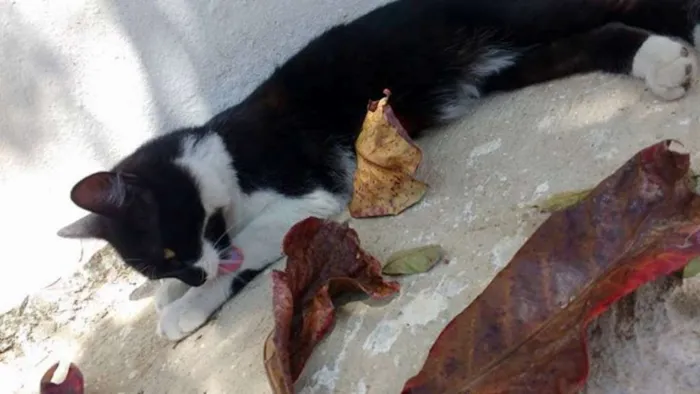 Gato ra a Curl Americano idade 7 a 11 meses nome S/nome