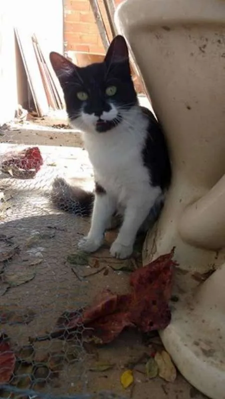 Gato ra a Curl Americano idade 7 a 11 meses nome S/nome
