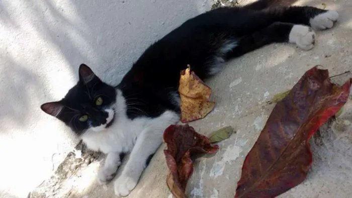 Gato ra a Curl Americano idade 7 a 11 meses nome S/nome