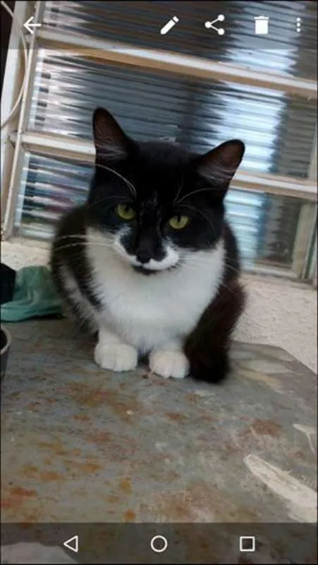 Gato ra a Curl Americano idade 7 a 11 meses nome S/nome