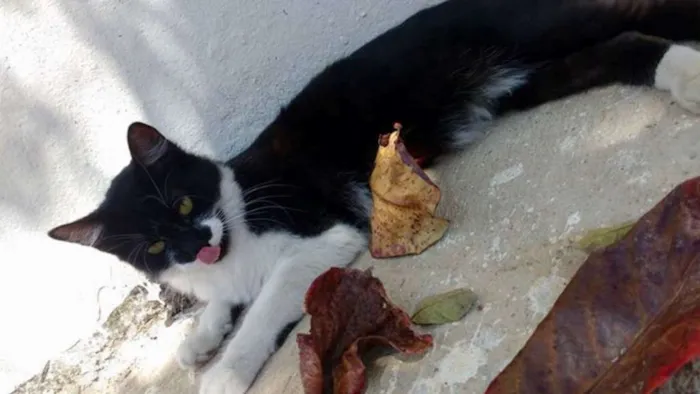 Gato ra a Curl Americano idade 7 a 11 meses nome S/nome