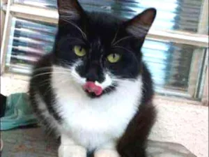 Gato raça Curl Americano idade 7 a 11 meses nome S/nome