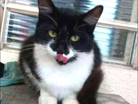 Gato ra a Curl Americano idade 7 a 11 meses nome S/nome
