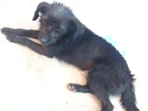 Cachorro raça Vira lata idade 1 ano nome Netuno