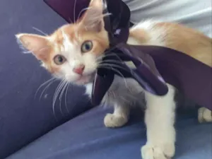 Gato raça SRD idade Abaixo de 2 meses nome Sem nome