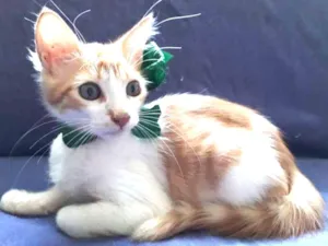 Gato raça SRD idade Abaixo de 2 meses nome Sem nome