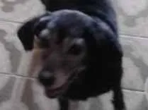 Cachorro raça SRD idade 6 ou mais anos nome Pretinha