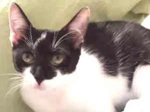 Gato raça SRD idade 2 a 6 meses nome Sem nome