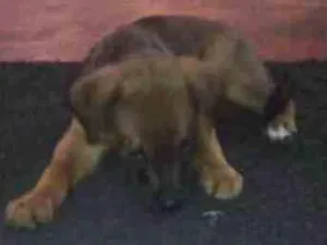 Cachorro raça Pastor Alemão idade 2 a 6 meses nome Lessi