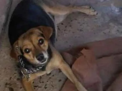 Cachorro ra a vira lata idade 4 anos nome Penny