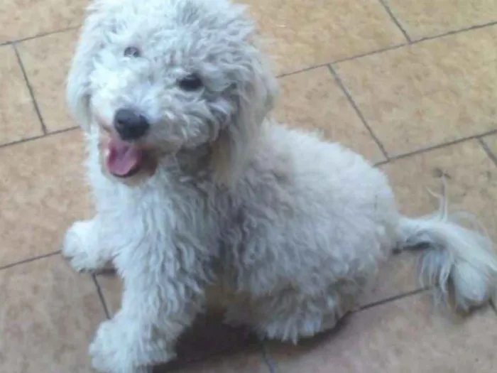Cachorro ra a Poodle idade 7 a 11 meses nome Belinha