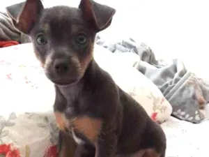 Cachorro raça Srd idade 2 a 6 meses nome Sem nome