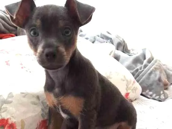 Cachorro ra a Srd idade 2 a 6 meses nome Sem nome