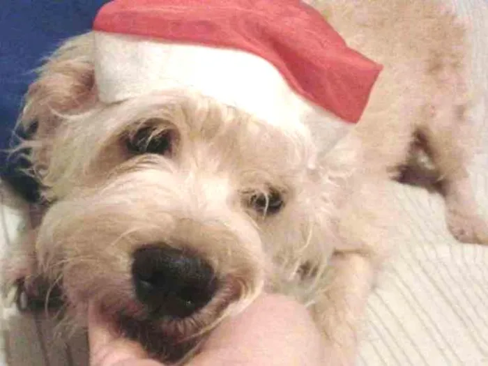 Cachorro ra a sem raça idade 6 ou mais anos nome DUDU