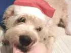 Cachorro raça sem raça idade 6 ou mais anos nome DUDU