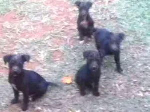 Cachorro raça Vira lata idade 2 a 6 meses nome Sem nomes 