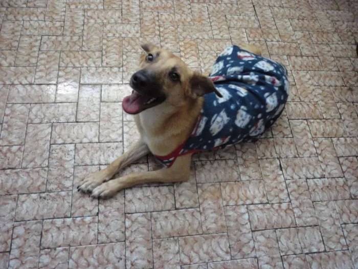 Cachorro ra a SRD idade 2 anos nome Lion