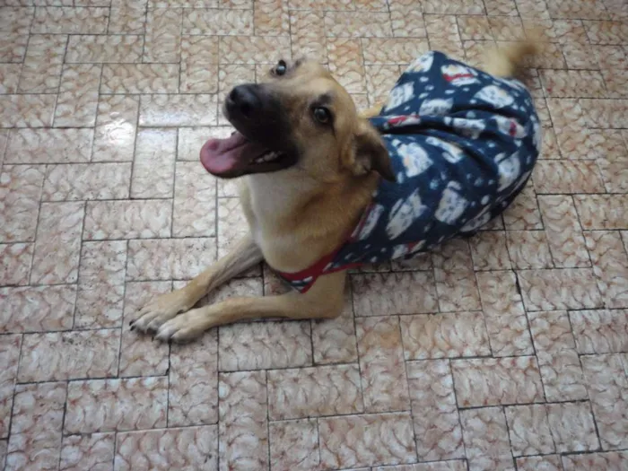 Cachorro ra a SRD idade 2 anos nome Lion