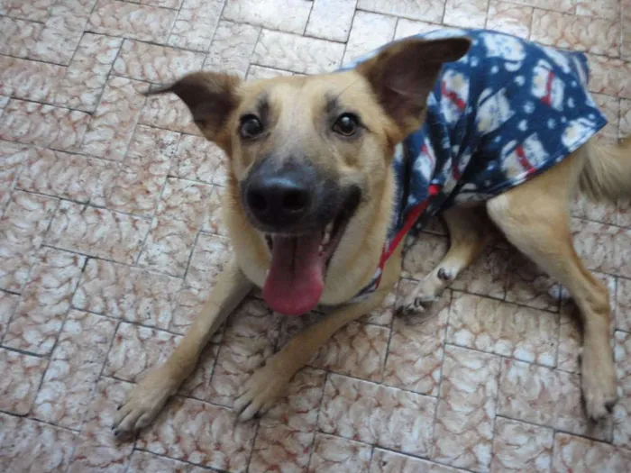Cachorro ra a SRD idade 2 anos nome Lion