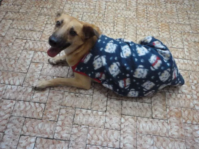 Cachorro ra a SRD idade 2 anos nome Lion