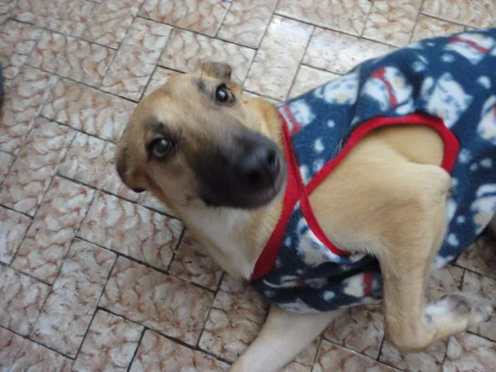 Cachorro ra a SRD idade 2 anos nome Lion