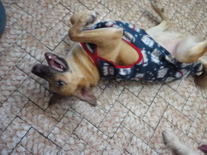 Cachorro ra a SRD idade 2 anos nome Lion