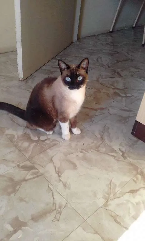 Gato ra a SRD idade 1 ano nome Filó