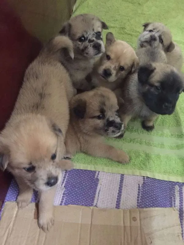 Cachorro ra a mestiços idade Abaixo de 2 meses nome Filhotes