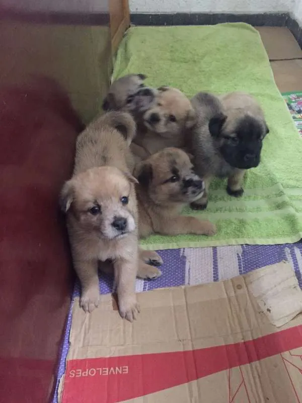 Cachorro ra a mestiços idade Abaixo de 2 meses nome Filhotes