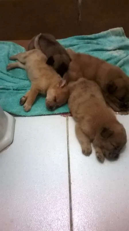 Cachorro ra a mestiços idade Abaixo de 2 meses nome Filhotes