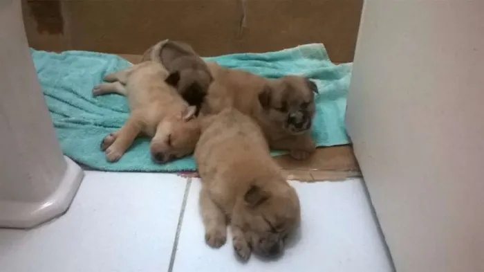 Cachorro ra a mestiços idade Abaixo de 2 meses nome Filhotes