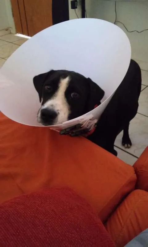 Cachorro ra a sem raça definida idade 7 a 11 meses nome Pequena