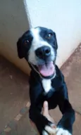 Pequena