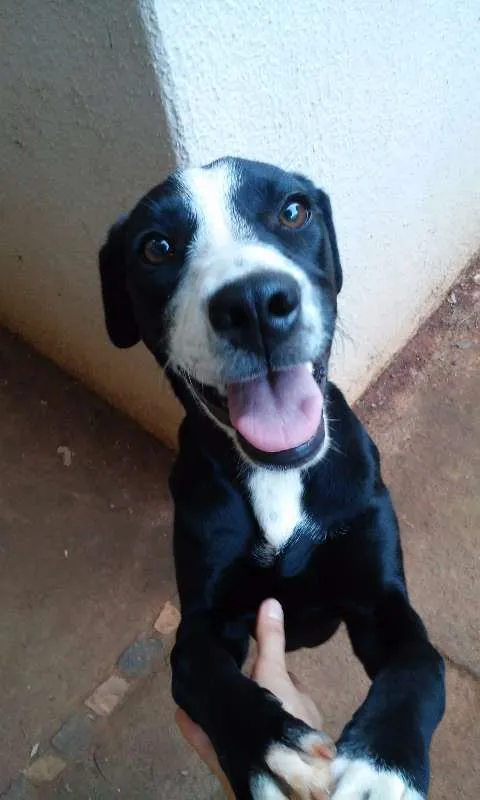 Cachorro ra a sem raça definida idade 7 a 11 meses nome Pequena