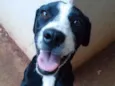 Pequena
