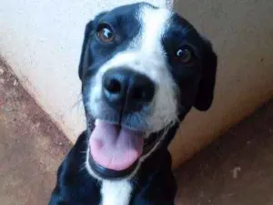 Cachorro raça sem raça definida idade 7 a 11 meses nome Pequena