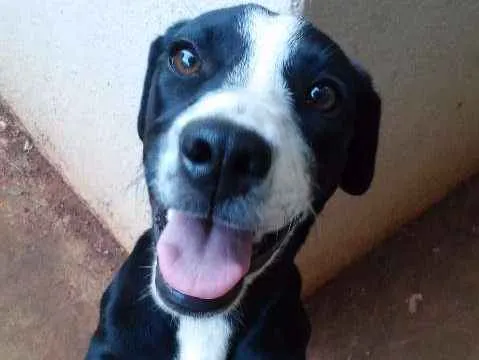 Cachorro ra a sem raça definida idade 7 a 11 meses nome Pequena