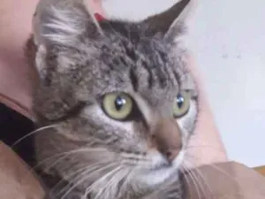 Gato raça Vira lata idade 2 a 6 meses nome Fiorella