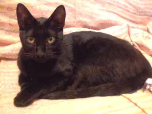 Gato raça SRD idade 7 a 11 meses nome Morfeu