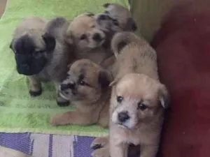 Cachorro raça mestiços idade Abaixo de 2 meses nome Filhotes