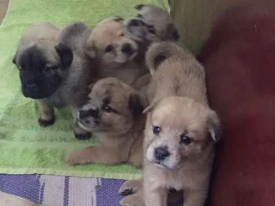 Cachorro ra a mestiços idade Abaixo de 2 meses nome Filhotes